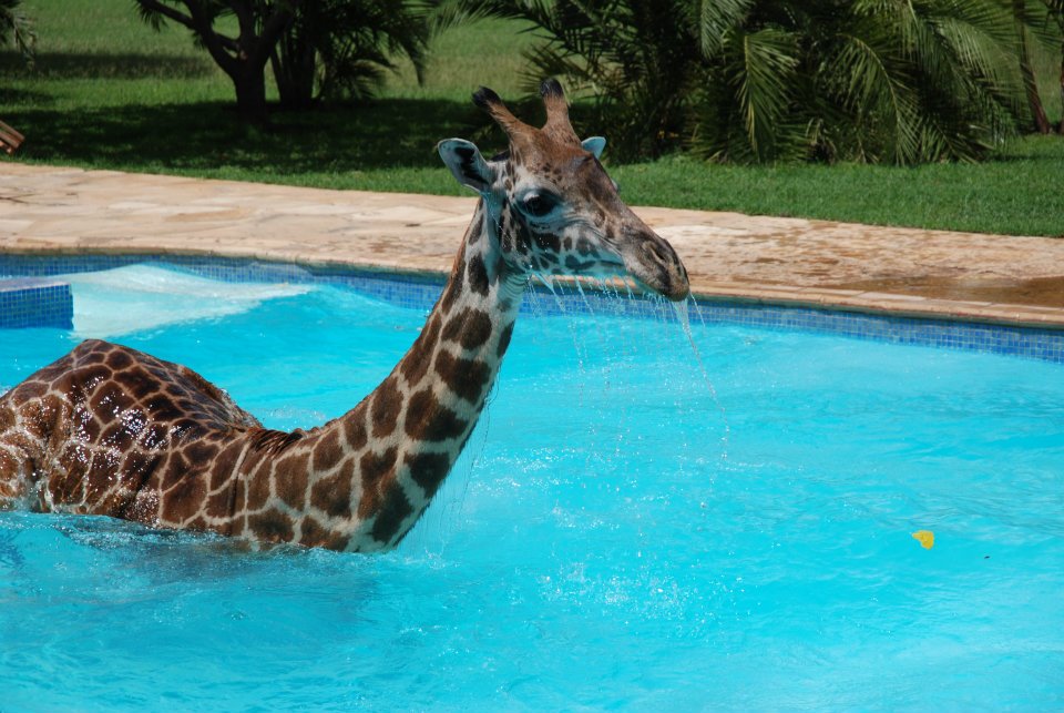 Giraffe taking a swim