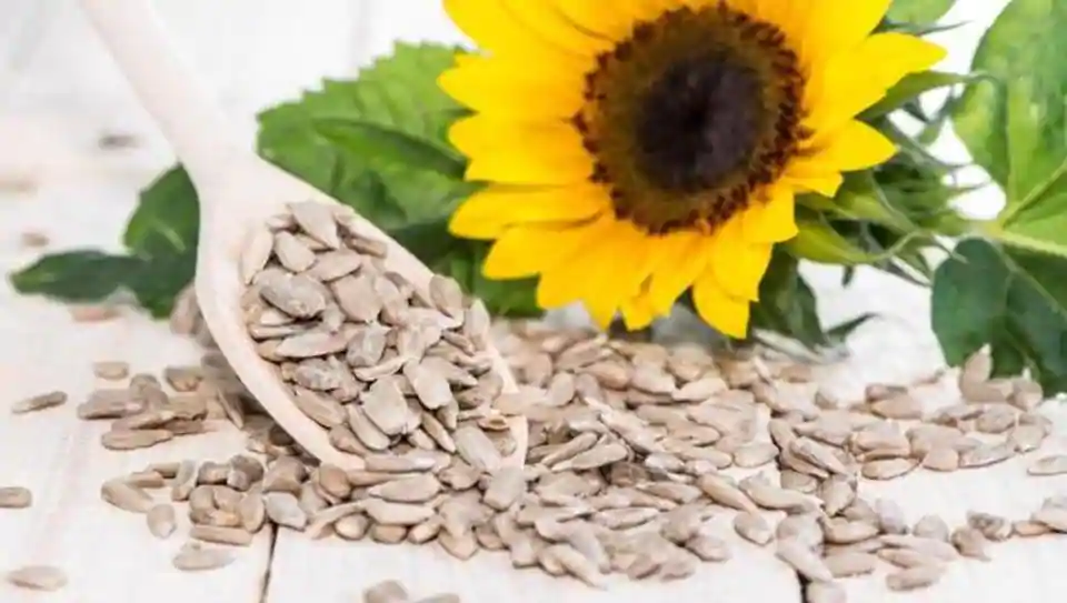 sunflower and seeds