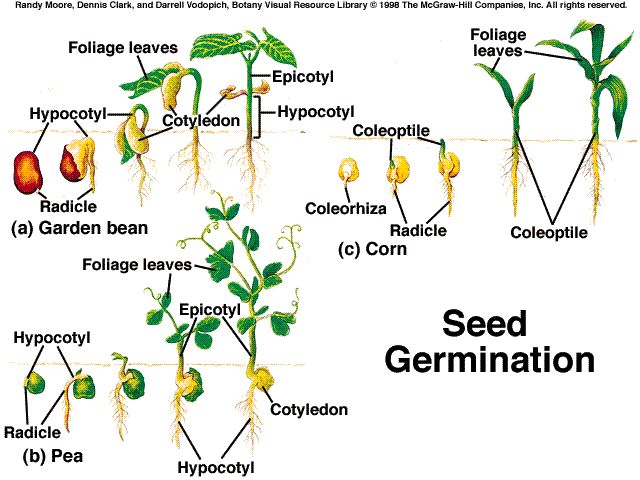 seed germination